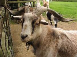 Buttercups Sanctuary for Goats